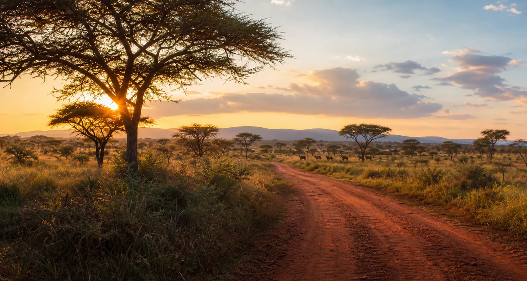 Journeys with range: Ugandan savanna safari route at golden hour with acacia trees and red earth track